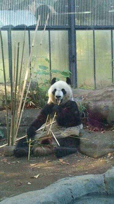 上野動物園 NOV.2013