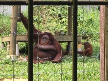 マレーシア縦断の旅  ③ JUN.2017